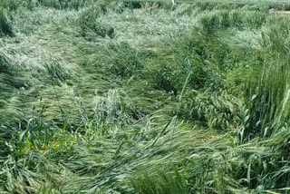 farmers-on-the-verge-of-ruin-due-to-unseasonal-rains-and-hail-in-gwalior