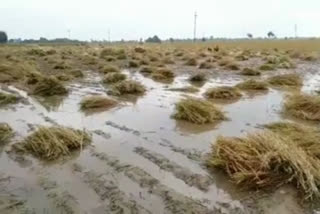 farmers crop getting spoiled due to rain in nuh