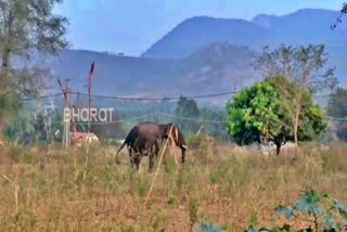 elephant-attack-in-mandya