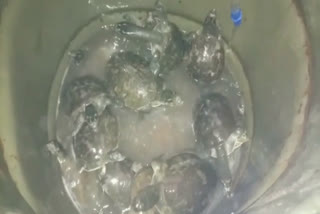 Dhanbad Railway Police, large amount of turtle recovered from train, turtle recovered, illegal trading of turtle, धनबाद रेल पुलिस, ट्रेन से भारी मात्रा में कछुआ बरामद, कछुआ बरामद, कछुआ का अवैध कारोबार