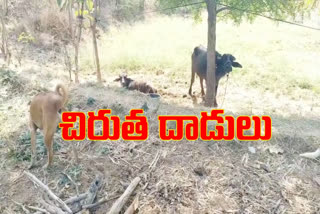 Leopard attack Running farmer at vikarabad district