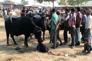 araria