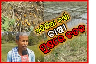 vegitable-and-onion-farmer-frastuated-by-recent-rain-in-deogarh