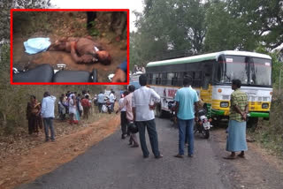 రోడ్డు ప్రమాదంలో అటవీ అధికారి మృతి