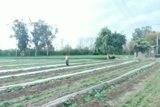 rain damage vegetable crops in malerkotla