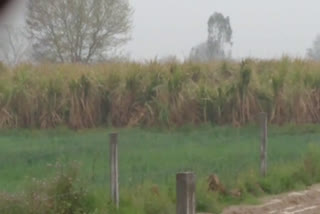 Farmers crop spoiled due to rain in jind