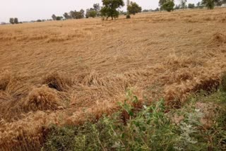 damage to crops due to rain