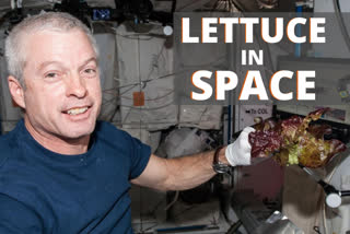 Astronaut Steve Swanson harvests some of the crop on the ISS