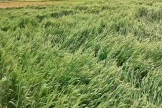 रादौर में भारी बारिश के कारण किसानों की फसल खराब