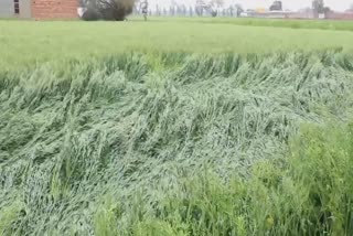 heavy rain destroy wheat cop in lehragaga