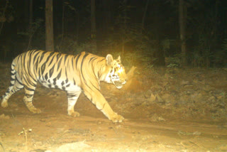 Death of a labore in tiger attack in chandrapur