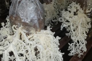 DMR Solan created a new variety of mushroom