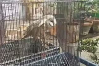 rare owl rescued in khordha