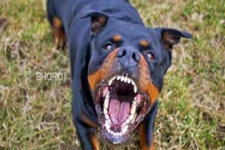 Wife Lover  Dog Attack To Husband  In Hubli