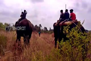 elephant-coombing-in-tumkur