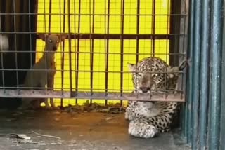 the-leopard-feared-people-for-a-week-was-caught