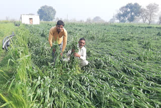 rain in bhiwani