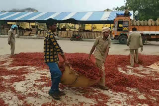 chilli farmers problems