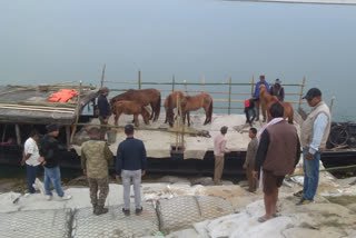 National Parks Horse Recover