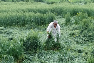 wheat crop damaged due to rain in baroda village