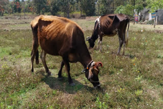 இலவச மாடுகள் வழங்குவதில் முறைகேடு