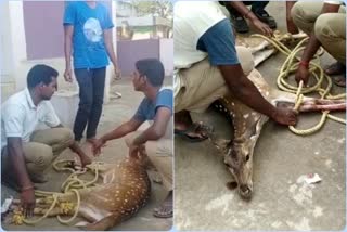 two deers fall in kannepally canal and one died