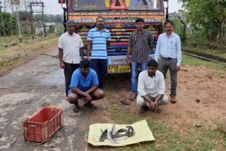 police caught banned cat fish at puchur bridge in vajedu