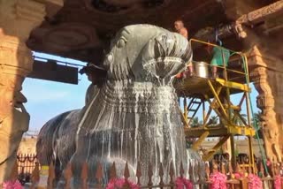 nandhi pooja in tanjore big temple