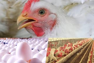 Broiler and egg rate decreased due to bird flu and corona virus