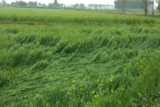 crop spoiled due to rain in panipat