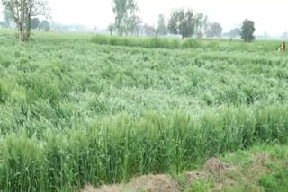 70 to 80 percent damage to crops due to rain