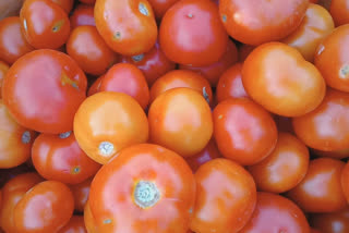 tomato