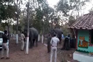 Rescue of tiger with the help of elephants in katni