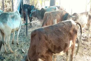 bilashipara seized  11 cow