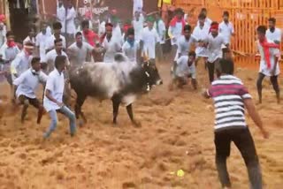 thanjavur at manojipatti after 24 years jallikattu conducted