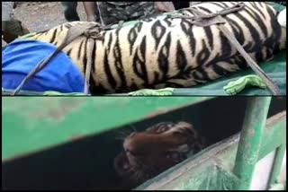 The forest department imprisoned the tiger