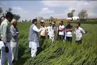 inspection of crop failure, सीकर न्यूज