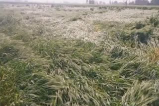 heavy damage to wheat crop due to rain in palwal