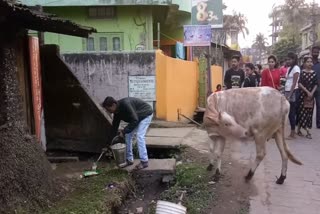 silchar animal lover