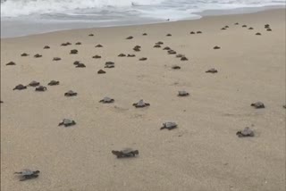 245-chitamy-chicks-left-in-dhanushkodi-sea