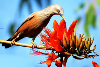 Rare bird of Australia found