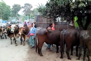 Dhuburi police seize a huge number of stolen cattle