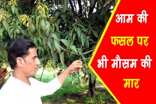 Mango crop affected radaur