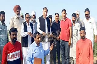 Sadulshahar MLA reviewed hailstorm affected area