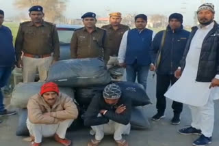 two accused arrested with 100 kg doda poppy in fatehabad