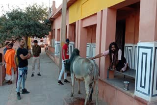 भरतपुर की खबर, Anti social elements shot bull