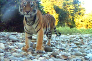 crisise on nameri and pake tiger reserve arunachal biswanath assam etv bharat news