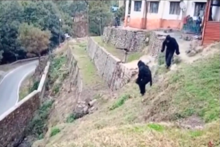 Indo-Tibetan Border Police personnel at ITBP Camp-Mirthi, Uttarakhand dressed in 'bear' costume to scare away monkeys on the premises.