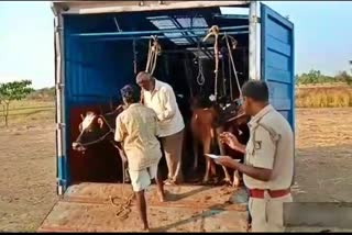 successful-in-the-protection-of-more-than-25-cows-by-police-in-mysore