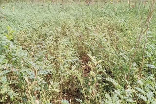 Unseasonal rains destroy crops at janjgir champa